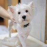 構ってアピールが可愛い、甘えたい盛りのトッポくん♡ サムネイル5