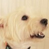 構ってアピールが可愛い、甘えたい盛りのトッポくん♡ サムネイル6