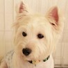 構ってアピールが可愛い、甘えたい盛りのトッポくん♡ サムネイル7