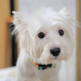 構ってアピールが可愛い、甘えたい盛りのトッポくん♡