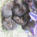 黒猫子猫５匹います！