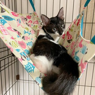 ゴージャスな尻尾 個性的な 白黒の男の子