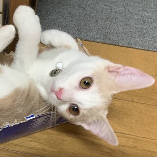 可愛い茶白君❤️人懐っこい男の子のぞみ