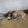 センターに収容され13日(月)の朝までが期限です サムネイル5