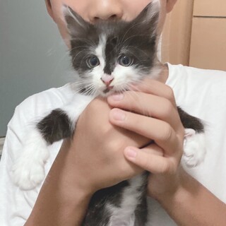 白黒仔猫　小顔で美人顔の女の子