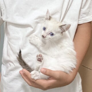 シャム風白ネコ　仔猫　美人顔