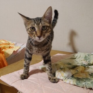 キジトラの男の子、甘えっ子さん