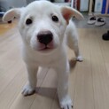 大型犬予想☆穏やかな男の子★【いと】くん