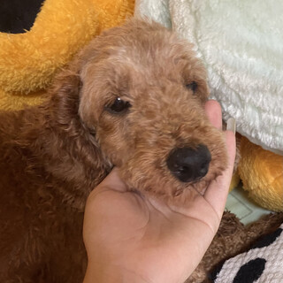 プードル女の子