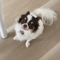 チワワの飼い主募集致します