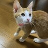 おむすびらむね