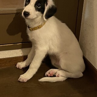 中型犬 白黒 を含む 犬の里親募集情報 ペットのおうち 月間利用者150万人