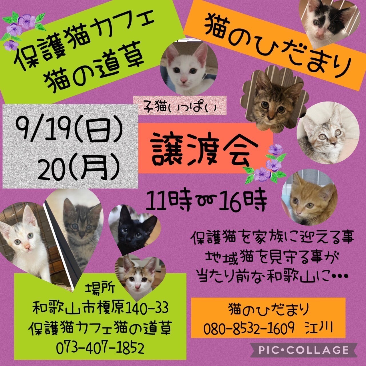 猫の道草 猫のひだまり 保護猫カフェ 猫の道草 のイベント ペットのおうち 月間利用者150万人