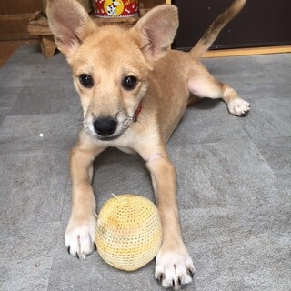 おてんば娘の子犬 糸ちゃん 福岡県 犬の里親募集 ペットのおうち 月間利用者150万人