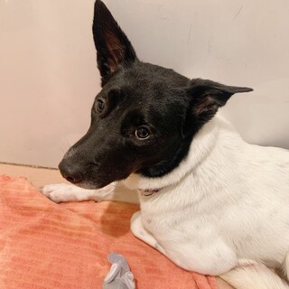 模様が可愛い【クラッチ】くん♪