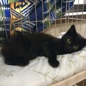 <生後2-3ヶ月>長毛で美人な黒猫さん