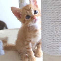 とだニャン保護猫里親会 サムネイル2