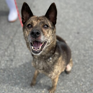 小さな甲斐犬の女の子 【仮名 秋葉】