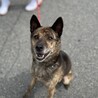 小さな甲斐犬の女の子 【仮名 秋葉】 サムネイル2
