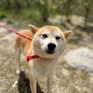 クールな柴犬MIXの湊(みなと)君