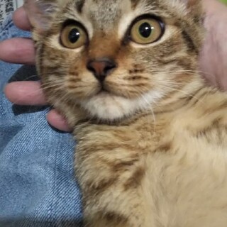 甘々きじこねこ♀