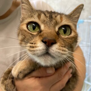 美人さんのキジトラの よもぎちゃん