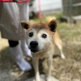 おっとり柴mixのおばあちゃん犬 真知子ちゃん