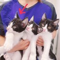 【保護猫】ハチワレ子猫オス