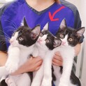 【保護猫】ハチワレ子猫メス①