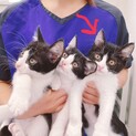 【保護猫】ハチワレ子猫メス②