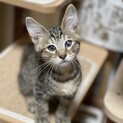 きじとら子猫けんちゃん