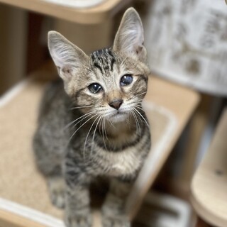 きじとら子猫けんちゃん