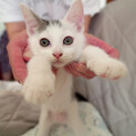 シロクロ子猫5匹の里親を募集しています。