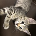 元気いっぱい可愛さあふれるキジトラちゃん