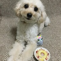 トフィ  