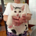 シロクロ子猫5匹の里親を募集しています。