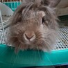 もうすぐ3歳のウサギちゃん！ サムネイル1