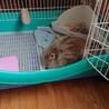 もうすぐ3歳のウサギちゃん！ サムネイル5