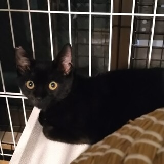 6ヶ月の男の子、かわいい良い子です！