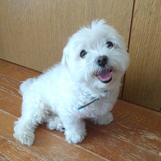 お問い合せを頂きましたマルチーズ君