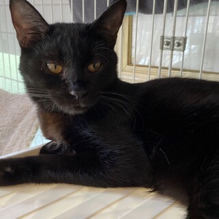 真っ黒5兄妹の次男坊、お膝が大好き♡じろう君