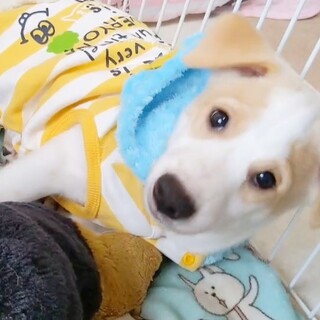 常総市の犬の里親募集情報まとめ ペットのおうち 月間利用者150万人