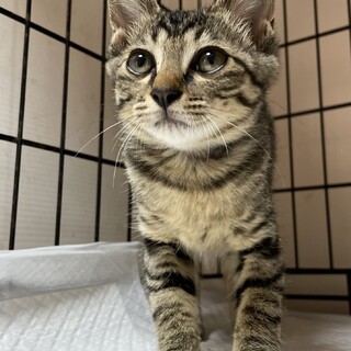里親決定⭐︎しーたん3ヶ月♀