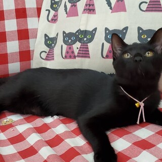 とっても甘えん坊☆ミルクで育てました