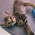 素敵な里親さんに出会えました♪海くん
