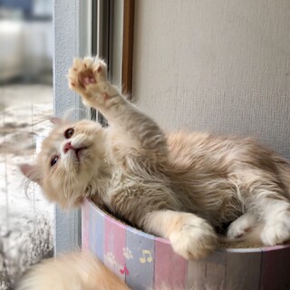 【9/25家族決定】隻眼の王子様★愛知県ちくわ君