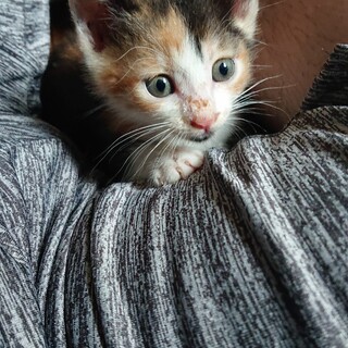 三毛の子猫です