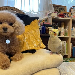 「はじめまして((●ﾟνﾟ)」サムネイル2