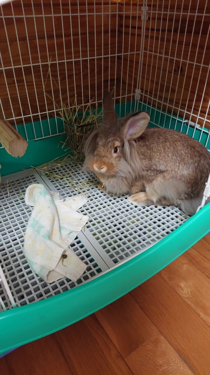 もうすぐ3歳のウサギちゃん！ サムネイル2