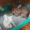 もうすぐ3歳のウサギちゃん！ サムネイル2